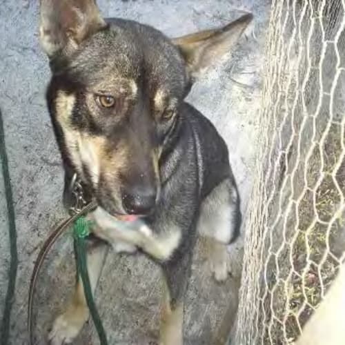 No photo for *Adoption Pending* Pebbles