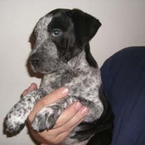 No photo for Polly Pocket