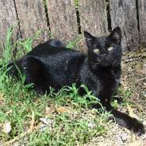 No photo for Amythst