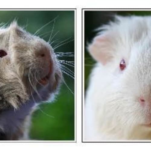 No photo for Magnus & Neon