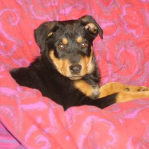 No photo for *Adoption Pending* Kendal