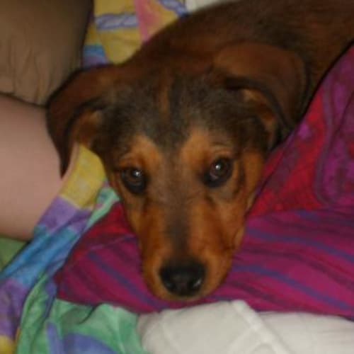No photo for *Adoption Pending* Podge