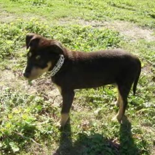 No photo for *Adoption Pending* Kayla