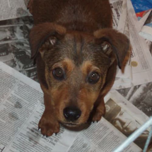 No photo for *Adoption Pending* Barbie