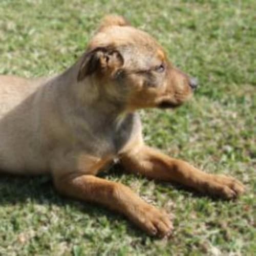 No photo for *Adoption Pending* Cindy