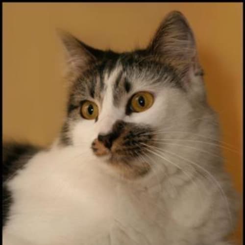 No photo for Mummy Cat