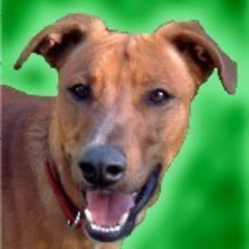 No photo for Pretzel