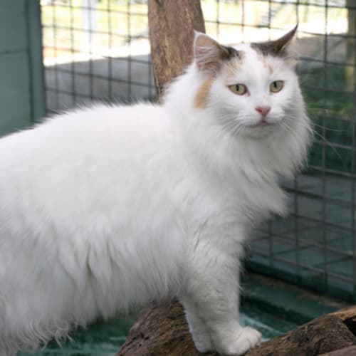 No photo for Calista