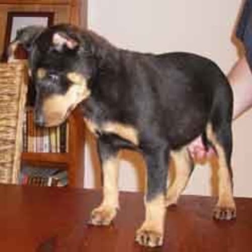 No photo for *Adoption Pending* Emmy