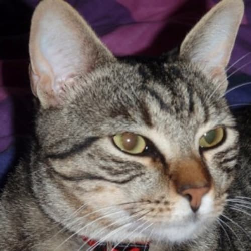 No photo for Munchkin