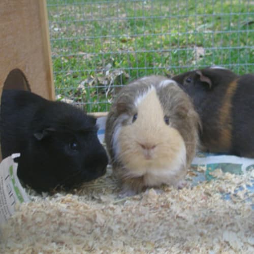 No photo for Leo, Chip And Jake + Free Cage And Assessories!