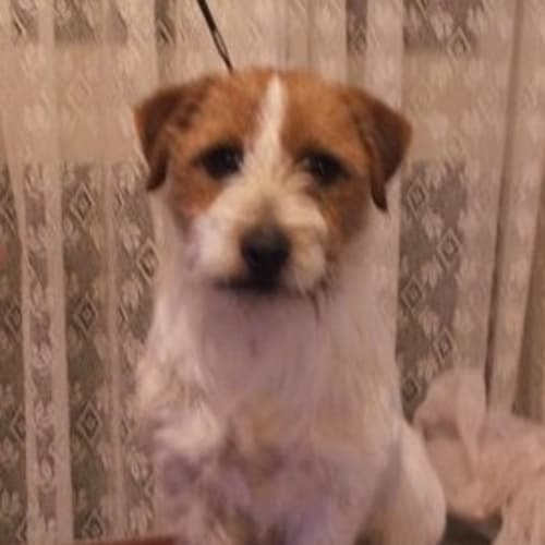 No photo for Coonies