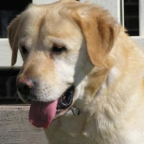 No photo for Goldie