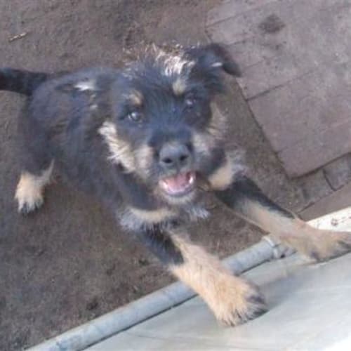 No photo for Romulus