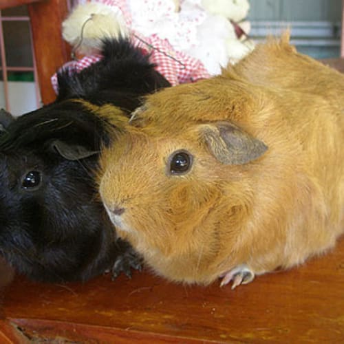 No photo for Max And Milo