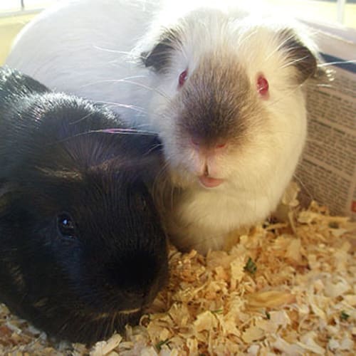 No photo for Pinky And Snowy (Mother And Daughter)