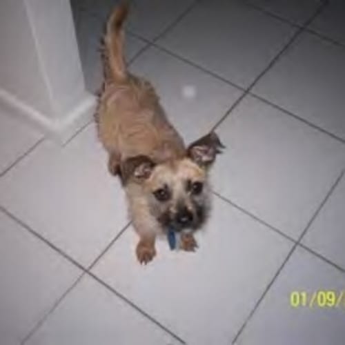 No photo for Scruffy