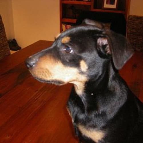 No photo for *Adoption Pending* Rio