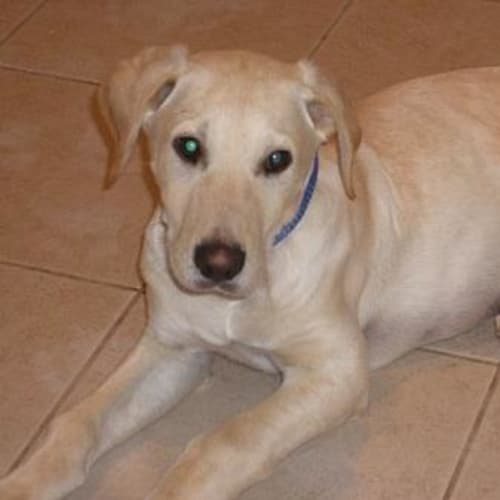 No photo for *Adoption Pending* Furgus