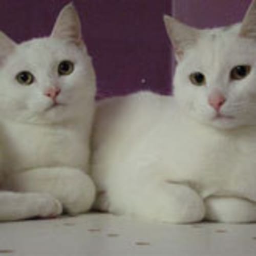 No photo for Kath & Kim