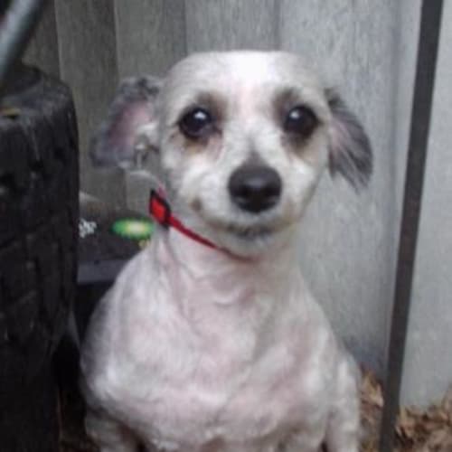 No photo for Cruiser