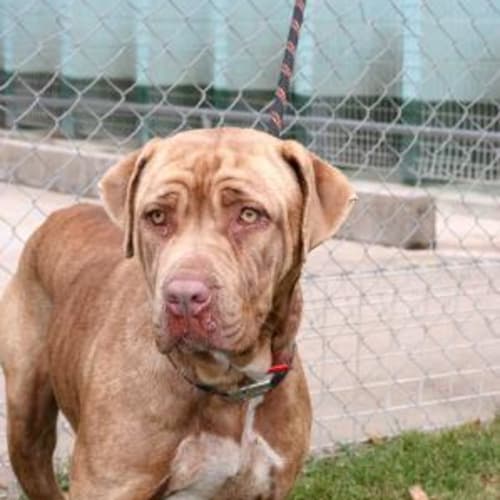 No photo for Caramello