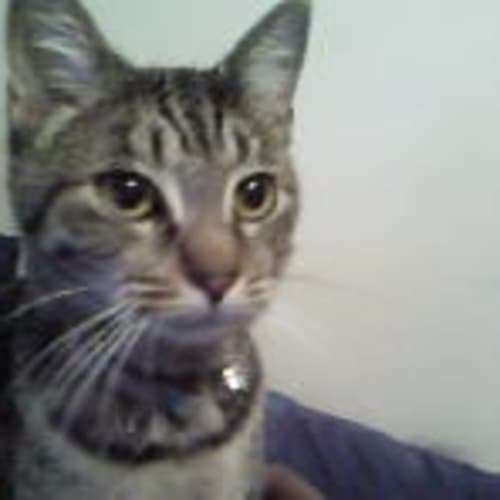 No photo for Tigger