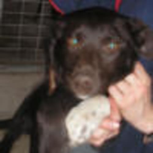 No photo for Bear   On Trial