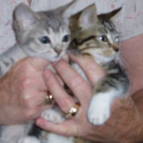 No photo for Kittens Kittens