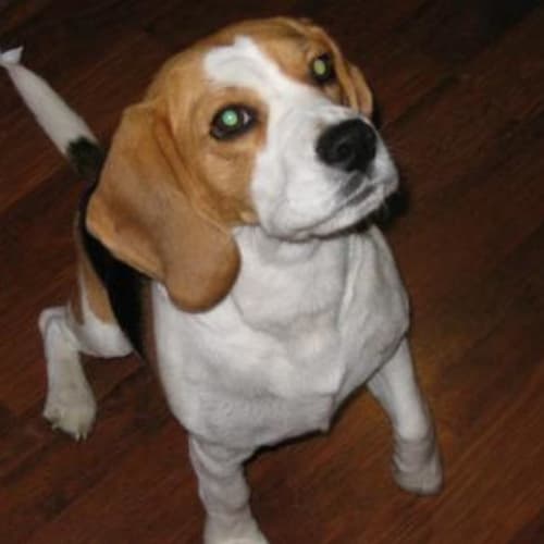 No photo for Peppercorn (Peppa)**On Hold***