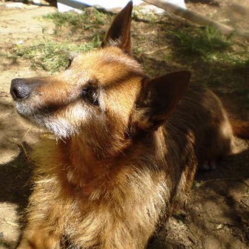 No photo for Kierra  ( On Hold Pending Adoption)