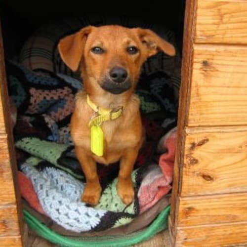 No photo for *On Trial Adoption Pending*Cashew