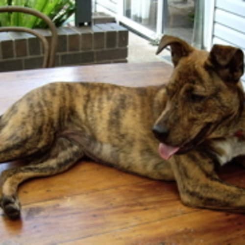 No photo for Marney   On Trial