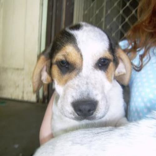 No photo for Chumley