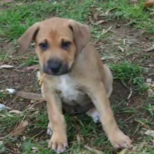 No photo for ** Adoption Pending ** Sika