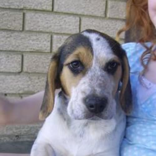 No photo for Blossom