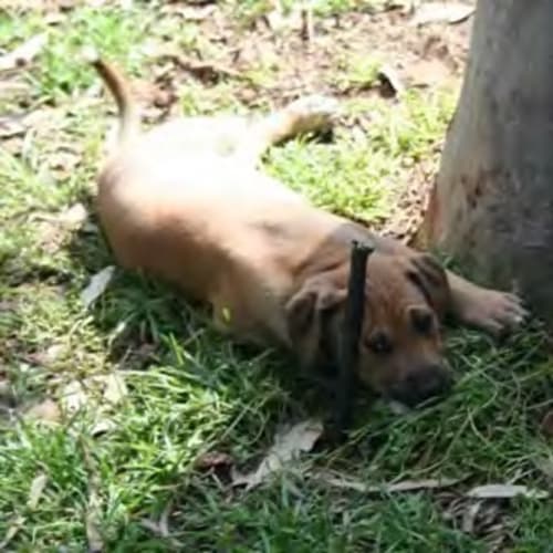 No photo for *Adoption Pending* Pheonix