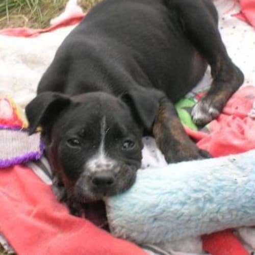 No photo for *Adoption Pending* Suri