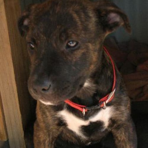No photo for *Adoption Pending* Shay
