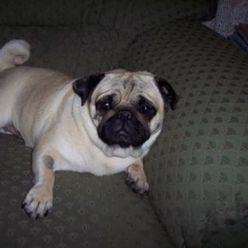 No photo for Penelope   On Hold