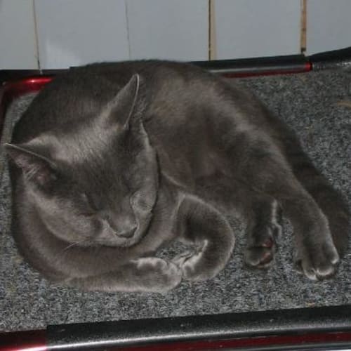 No photo for Charlie