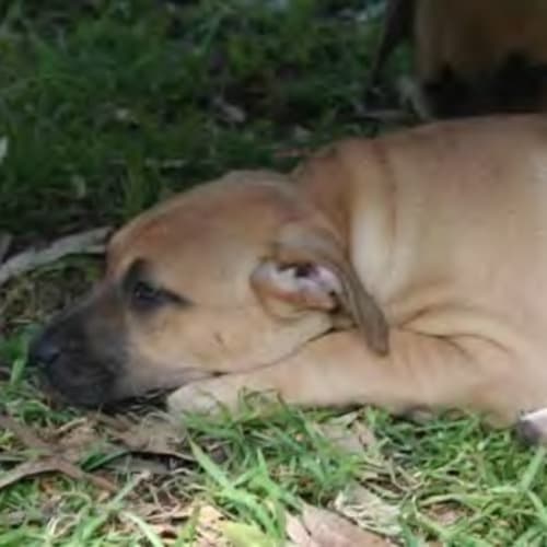 No photo for *Adoption Pending* Tyrah