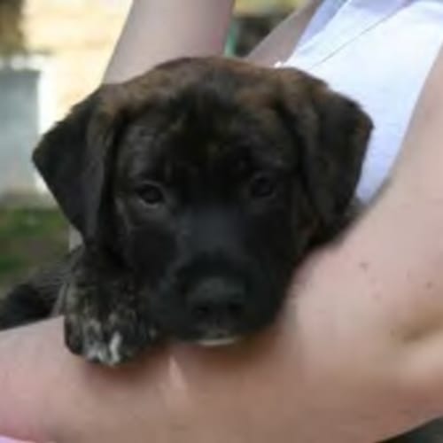 No photo for *Adoption Pending* Warley