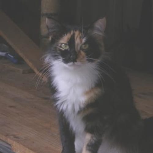 No photo for Matilda