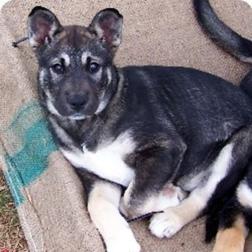 No photo for Daisy   On Trial