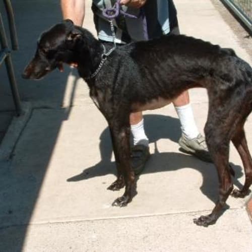 No photo for Bouncer