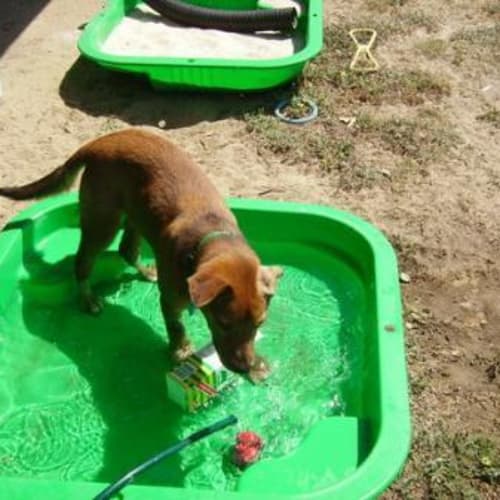 No photo for **Adoption Pending** Calvin