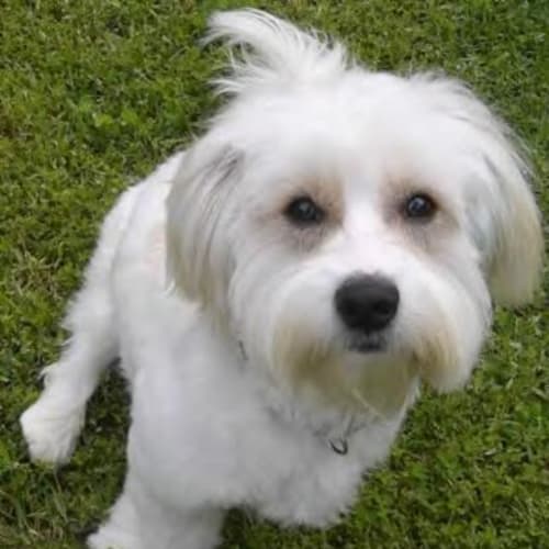 No photo for ** Adoption Pending **Marley