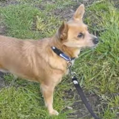 No photo for *Adoption Pending* Sandy