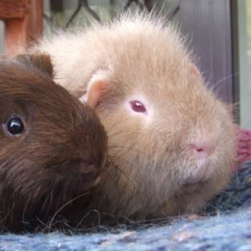 No photo for Rufus & Ziggy (Sunshine Coast Shelter)